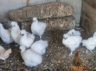 Guinea fowl/hens/ducks/goats/llama & pigs