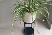 Spider plant with ceramic pot