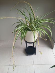 Spider plant with ceramic pot