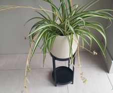 Spider plant with ceramic pot