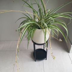 Spider plant with ceramic pot