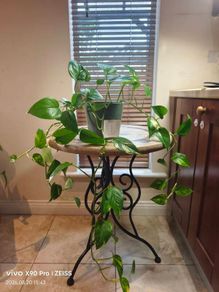 hanging plant