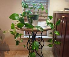 hanging plant