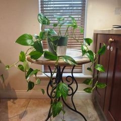 hanging plant