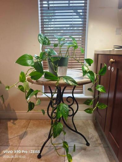 hanging plant