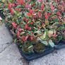 Red Robin Hedging Image 3