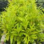 Cherry Laurel plants / hedge Image 2