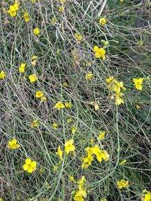 organic wild rocket seeds