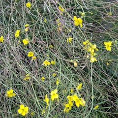 organic wild rocket seeds