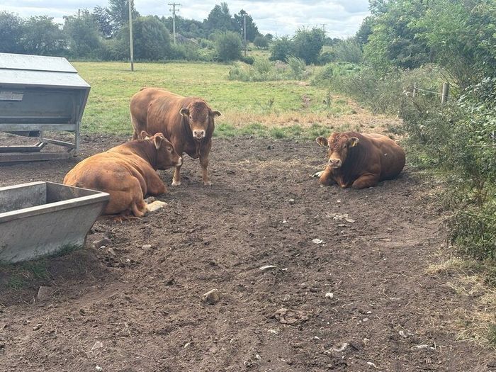 Pedigree Limousin 5 Bulls