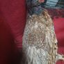 Taxidermy Common Cock Pheasant Image 8