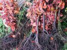 gardening and landscaping Image 4