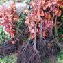 Hedge planting Image 2