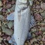 fishing lure Image 8