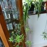 XL spider plants Image 4