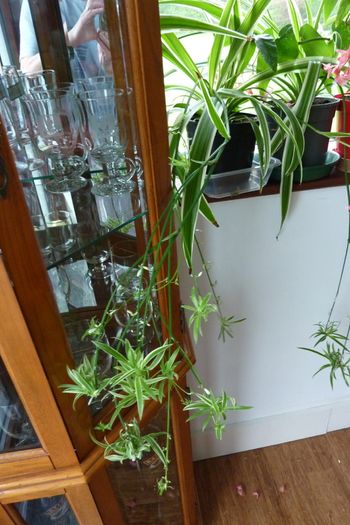 XL spider plants
