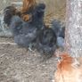 Usa Silkie Chicks And Fertile Eggs Image 10