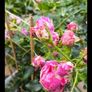 garden plants Image 4