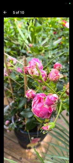 garden plants