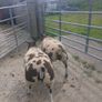 Dutch Spotted sheep Image 2