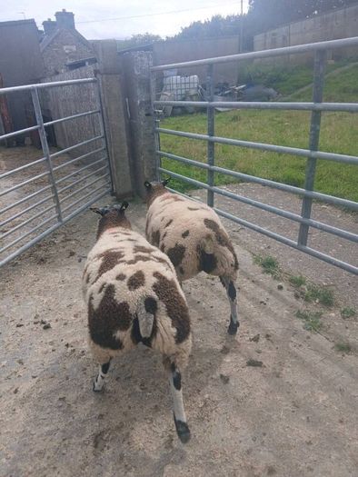 Dutch Spotted sheep