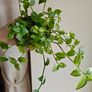 Tradescantia Flumensis Variegated large plant Image 5