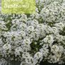 Over 100 different type of seeds at 1.00 euro per pack Image 7