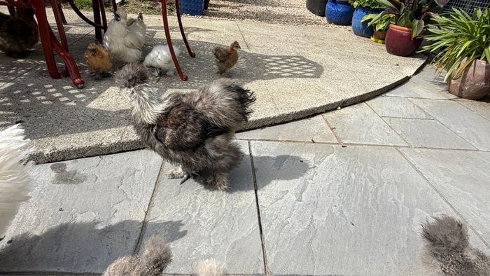 Silkie roaster