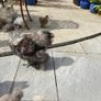 Silkie roaster Image 8
