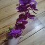 orchid flower Image 4