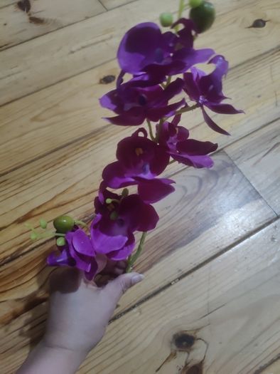 orchid flower
