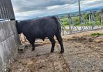 Aberdeen Angus Bulls