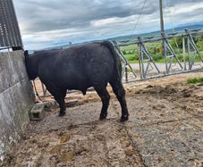 Aberdeen Angus Bulls