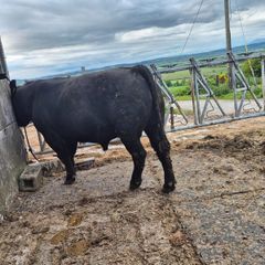 Aberdeen Angus Bulls