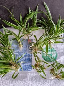 Spider plant pups