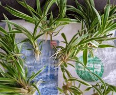 Spider plant pups