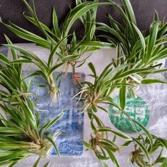 Spider plant pups