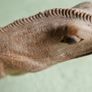 Unusual hand carved wooden lizard on exotic tree branch Image 8