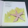 An Chrosog Mhara Ireland Irish language children's book Gaeilge Image 2
