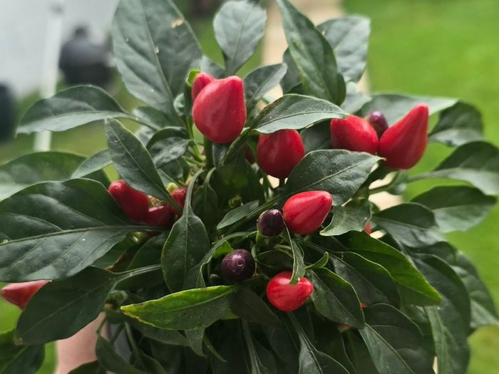 ornamental pepper