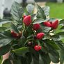 ornamental pepper Image 2