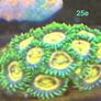 Corals Image 5