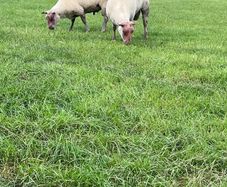 Rams
