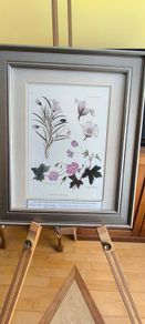 Lovely Gray Framed SOUTH AFRICAN BOTANICAL ART BY Judy Wheeler Geranium Family Monsania attenuata Geranium pulchrum