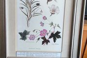 Lovely Gray Framed SOUTH AFRICAN BOTANICAL ART BY Judy Wheeler Geranium Family Monsania attenuata Geranium pulchrum