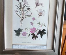 Lovely Gray Framed SOUTH AFRICAN BOTANICAL ART BY Judy Wheeler Geranium Family Monsania attenuata Geranium pulchrum