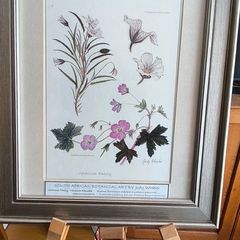 Lovely Gray Framed SOUTH AFRICAN BOTANICAL ART BY Judy Wheeler Geranium Family Monsania attenuata Geranium pulchrum