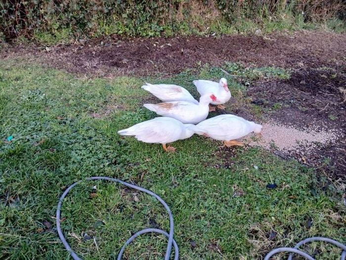 muscovy ducks