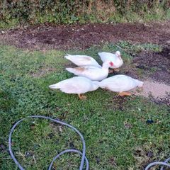 muscovy ducks