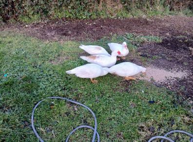 muscovy ducks